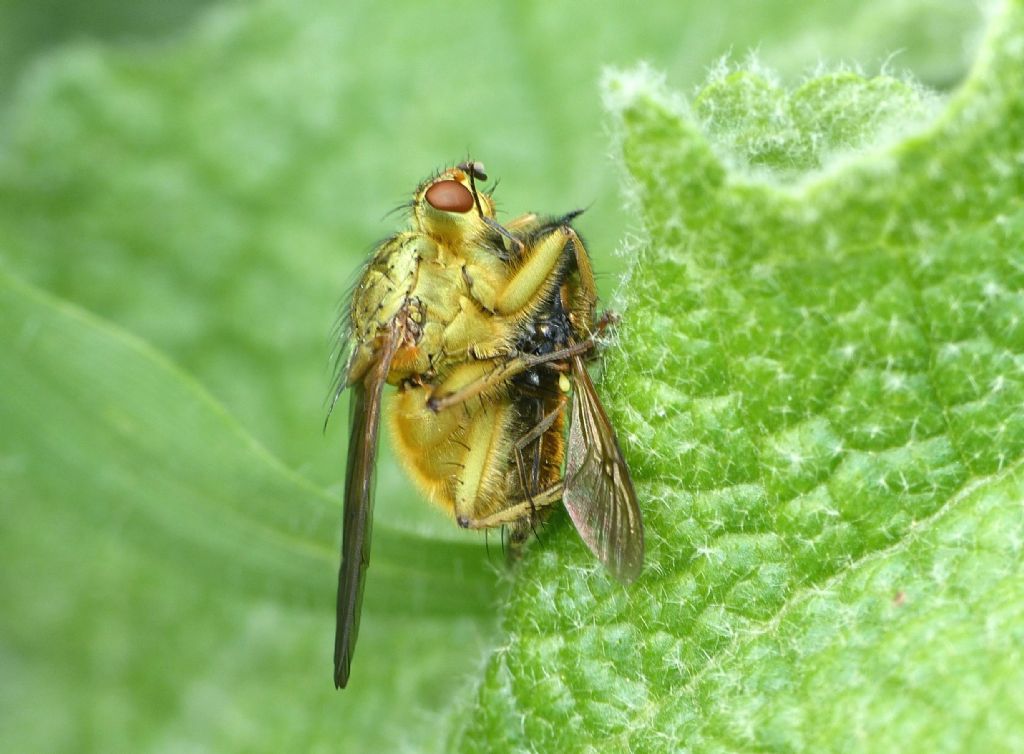 Scatophaga stercoraria preda Chloromyia formosa